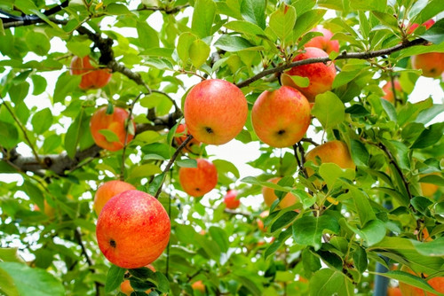 33077139_s 33077139_s